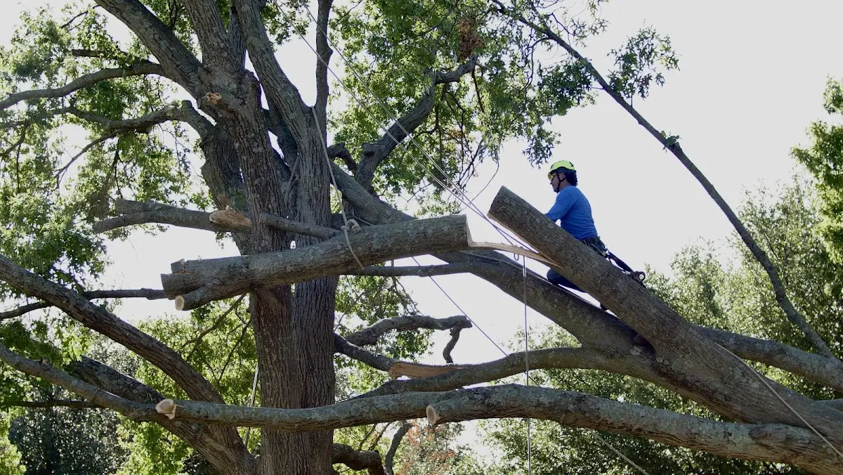 Professional Crown Thinning performed by certified arborists in Shannon